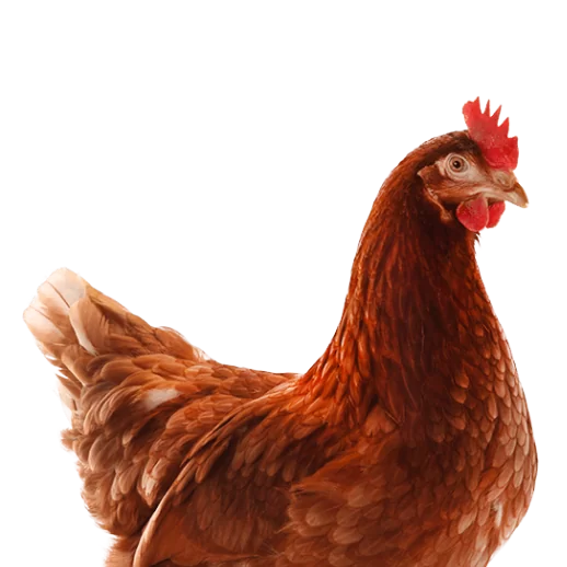 poule CTA