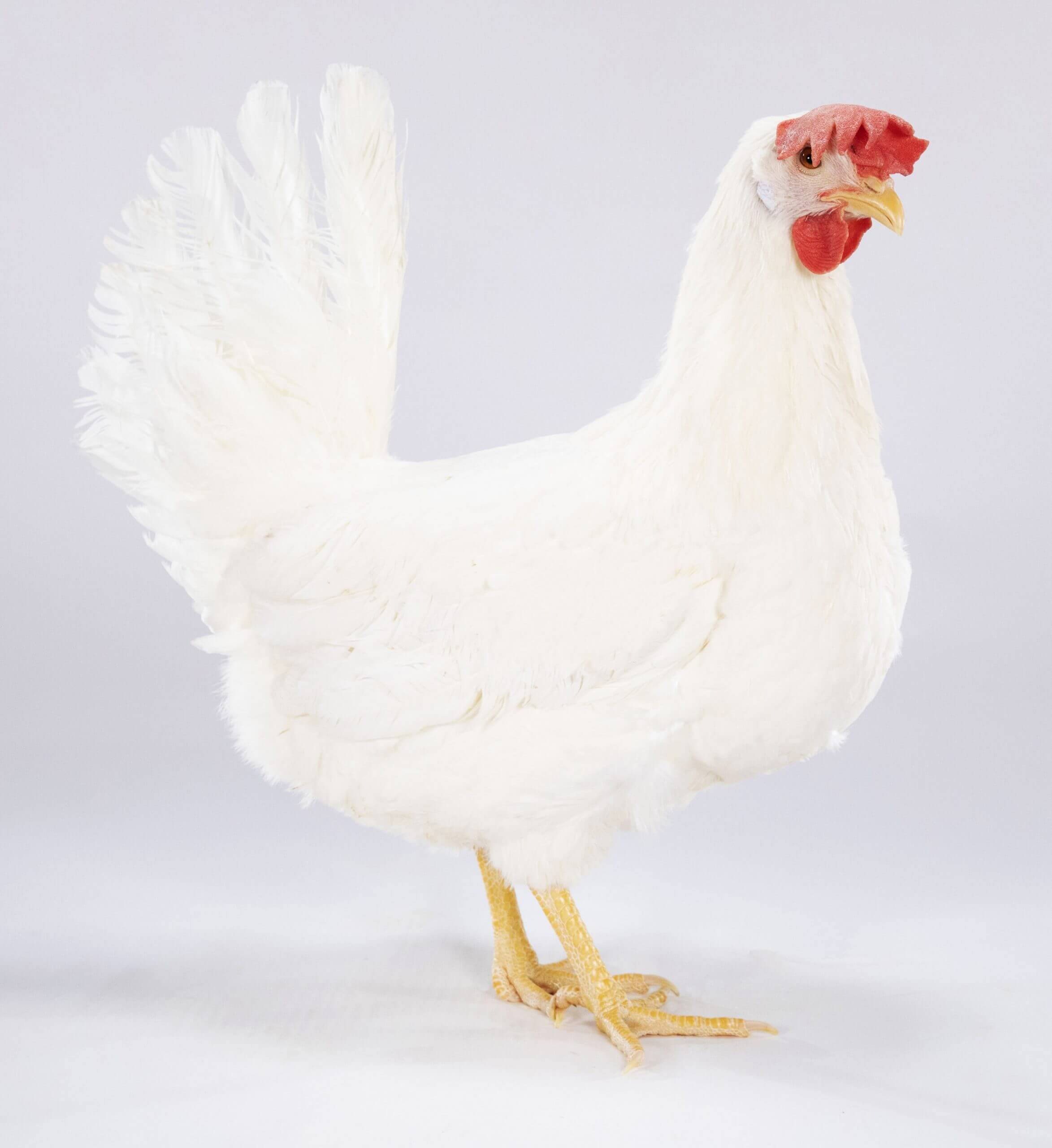 Poule H&N blanche supernick