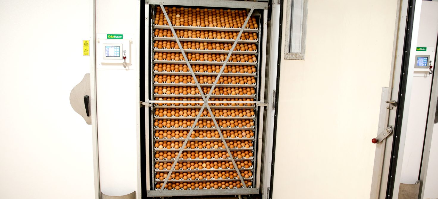 hy-line et H&N France incubateur