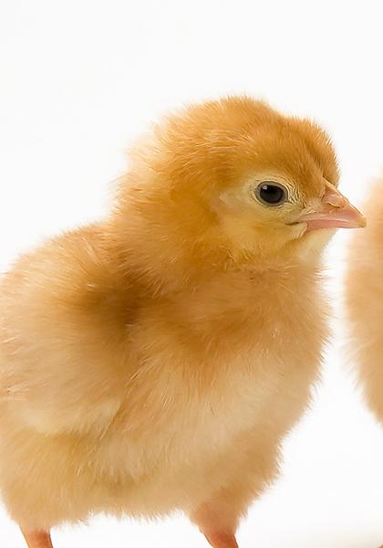 Hy-Line France pratique l’ovosexage depuis 2019 sur son couvoir de Loudéac. Grâce à l’acquisition de deux machines CHEGGY, l’entreprise sera prête en fin d’année pour ovosexer l’ensemble de sa production.