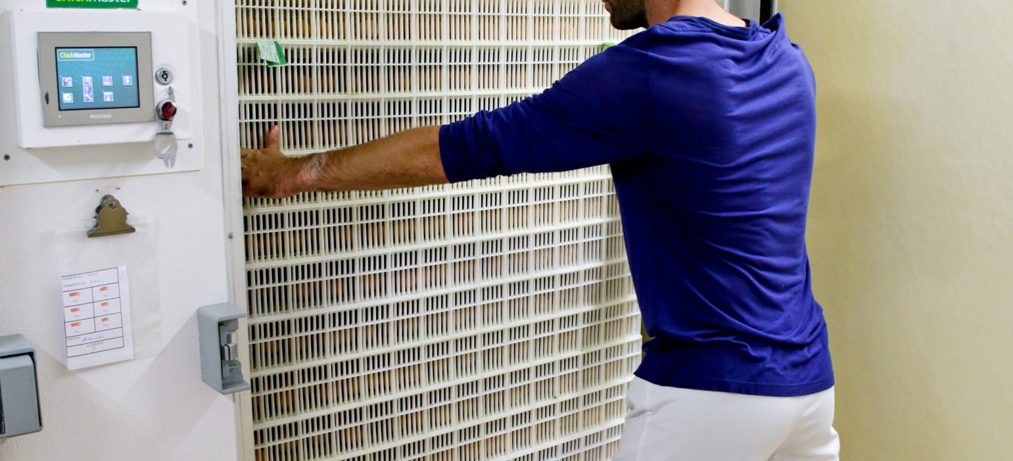 transfert d'oeufs hy-line et H&N France 