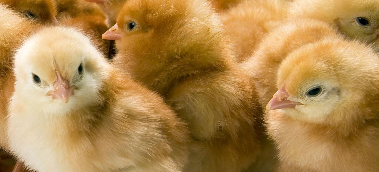 poussins futures poules pondeuses Hy-Line et H&N France