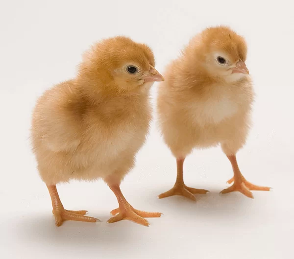 brown chicks 6