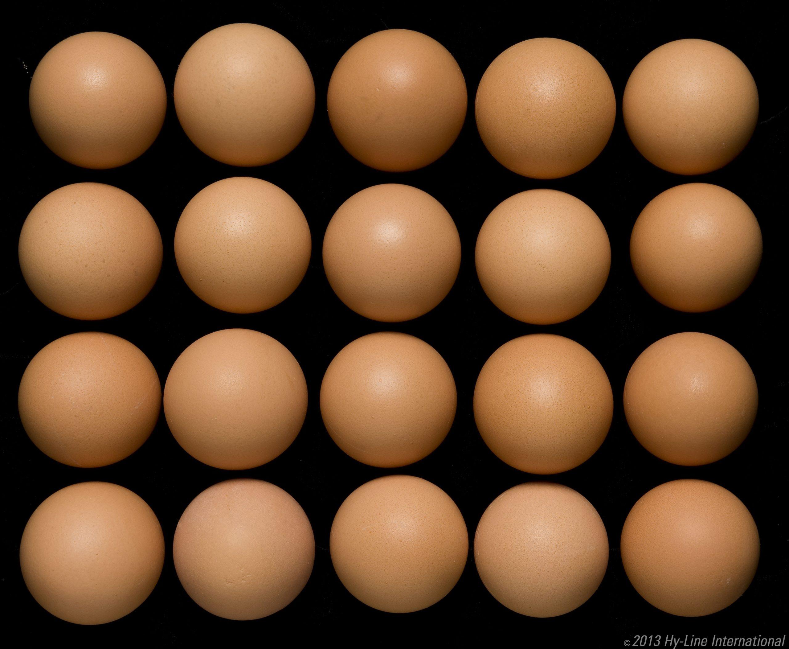 Œufs ovosexage Cheggy