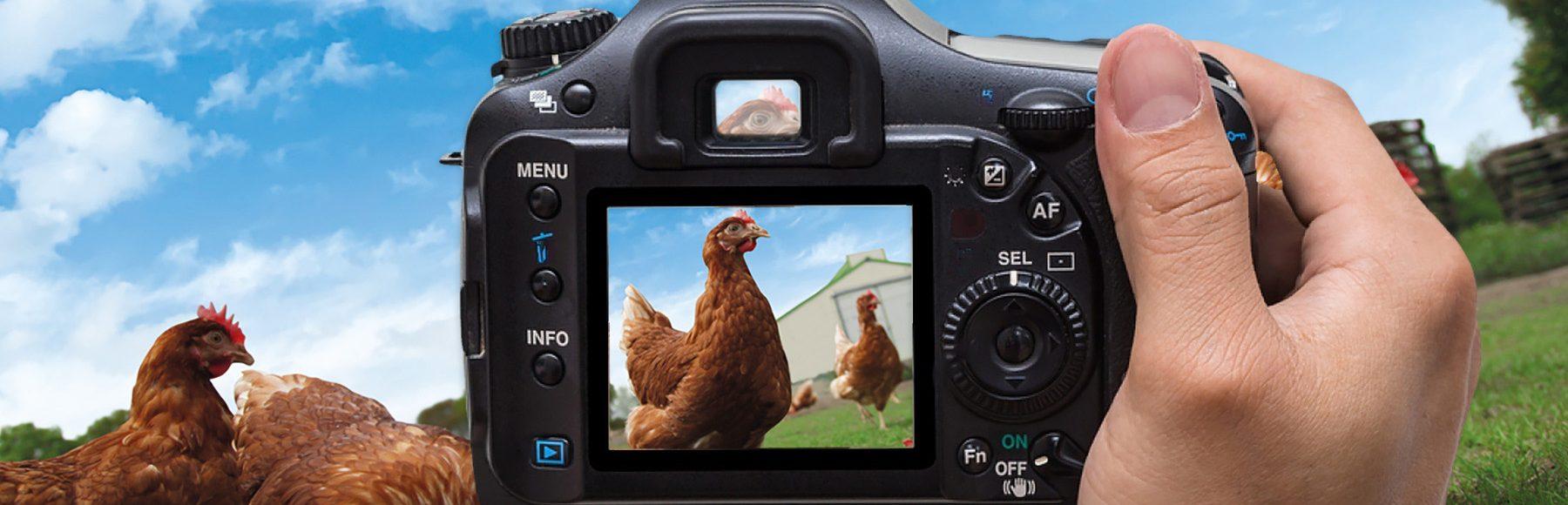 Click-a-chick