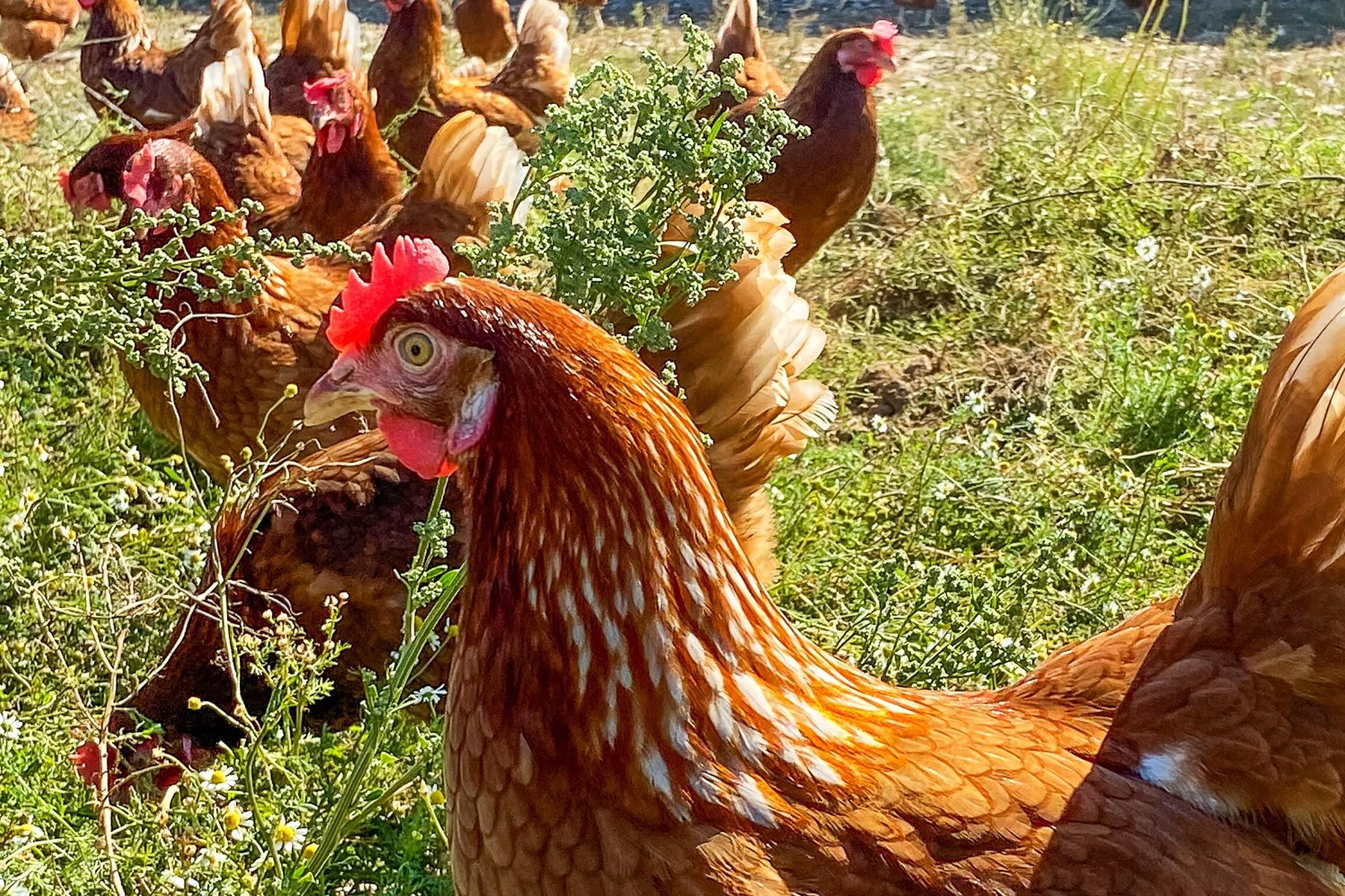 Poule pondeuse H&N Brown Nick