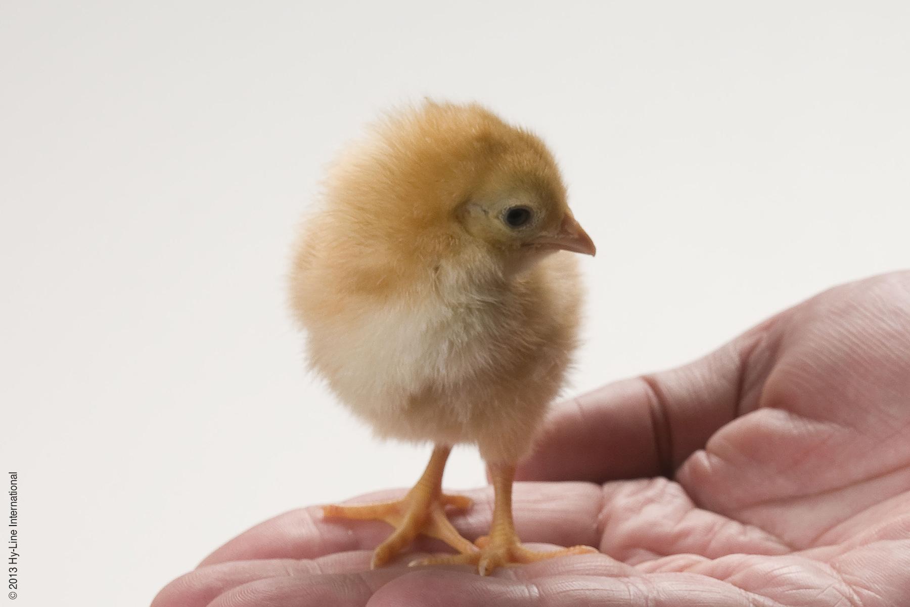 Bien-être poussins - Ethologue